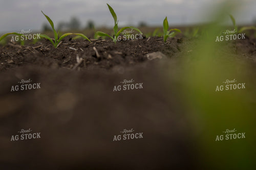 Corn - Early Growth 1045