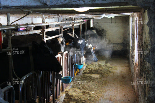 Holstein Cattle 161094