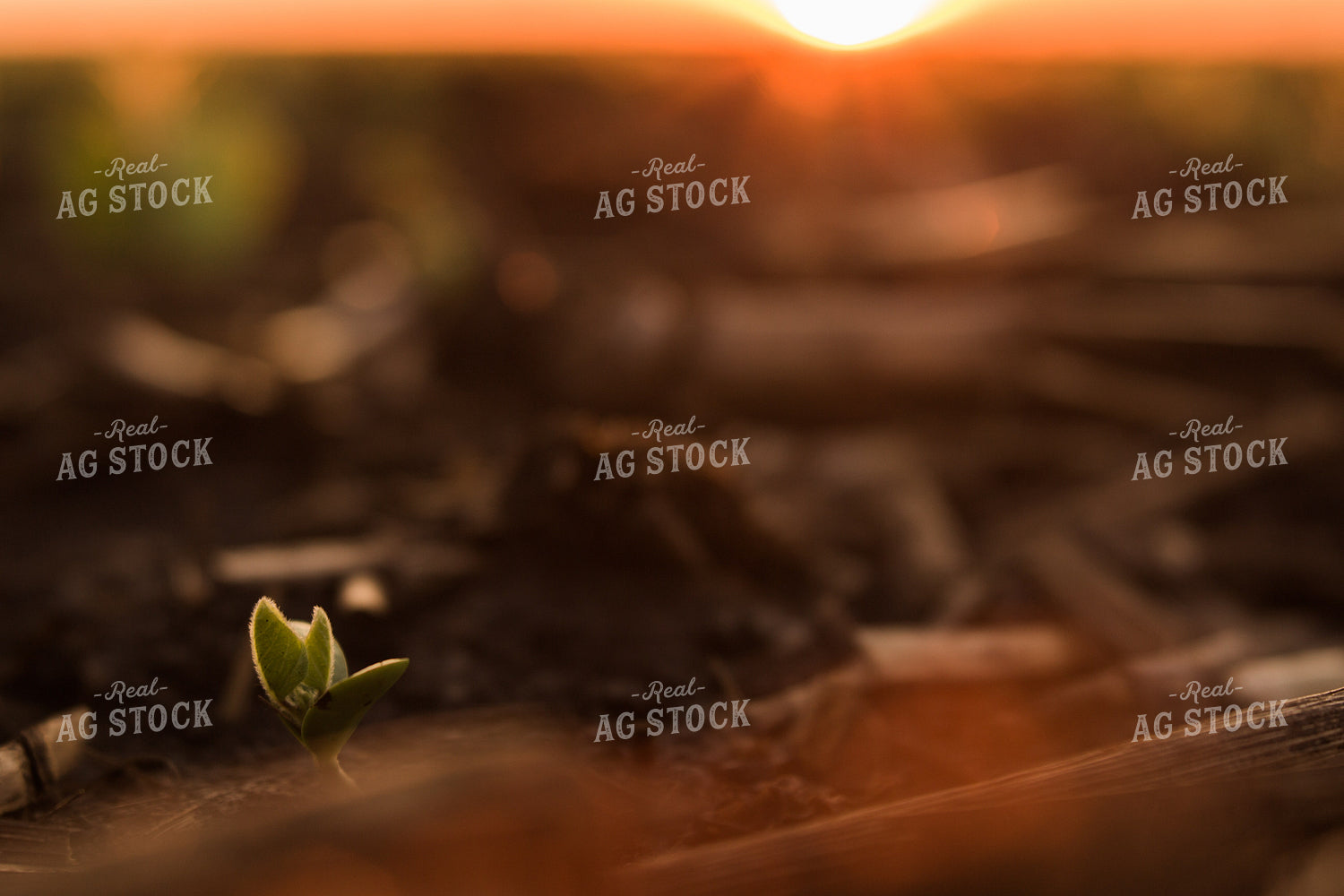 Up Close Soybean Plant 7259