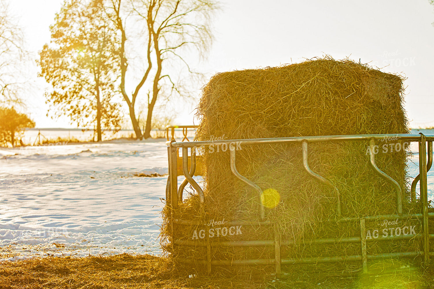 Bale in Feeder 150019
