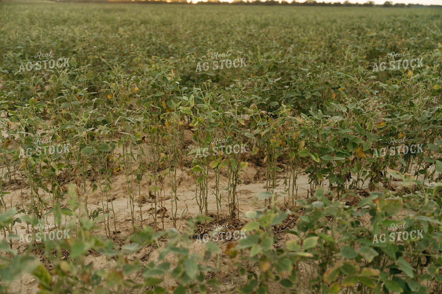 Damaged Soybeans 125259