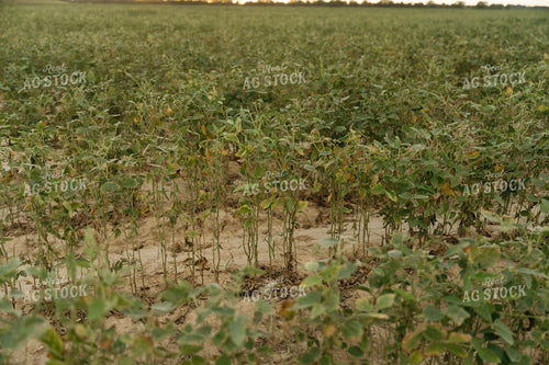 Damaged Soybeans 125259