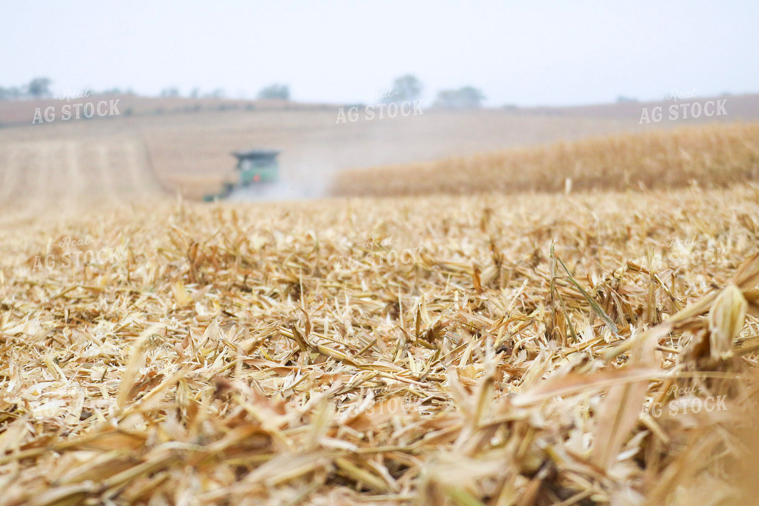 Corn Stubble in Harvested Field 82331