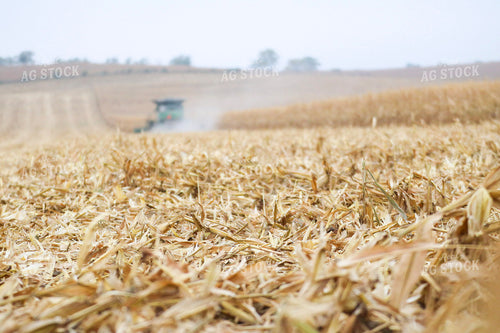 Corn Stubble in Harvested Field 82331