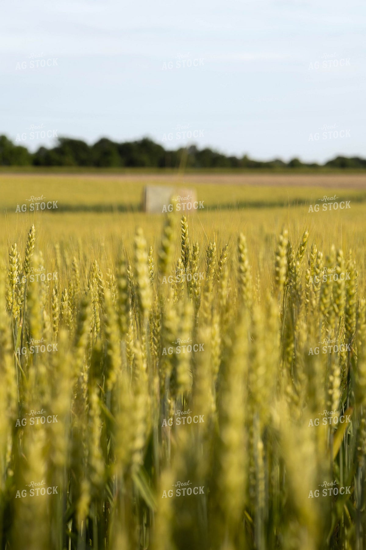 Bountiful Organic Wheat Field 409005