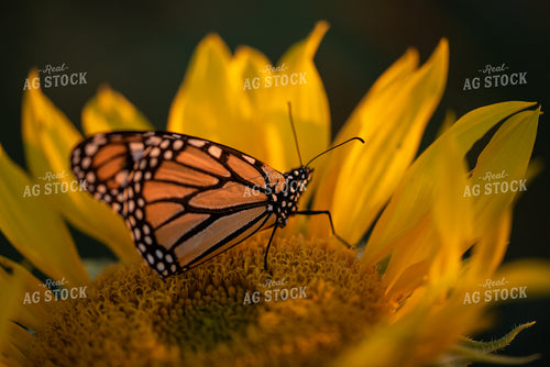 Butterfly Resting on Sunflower 76286