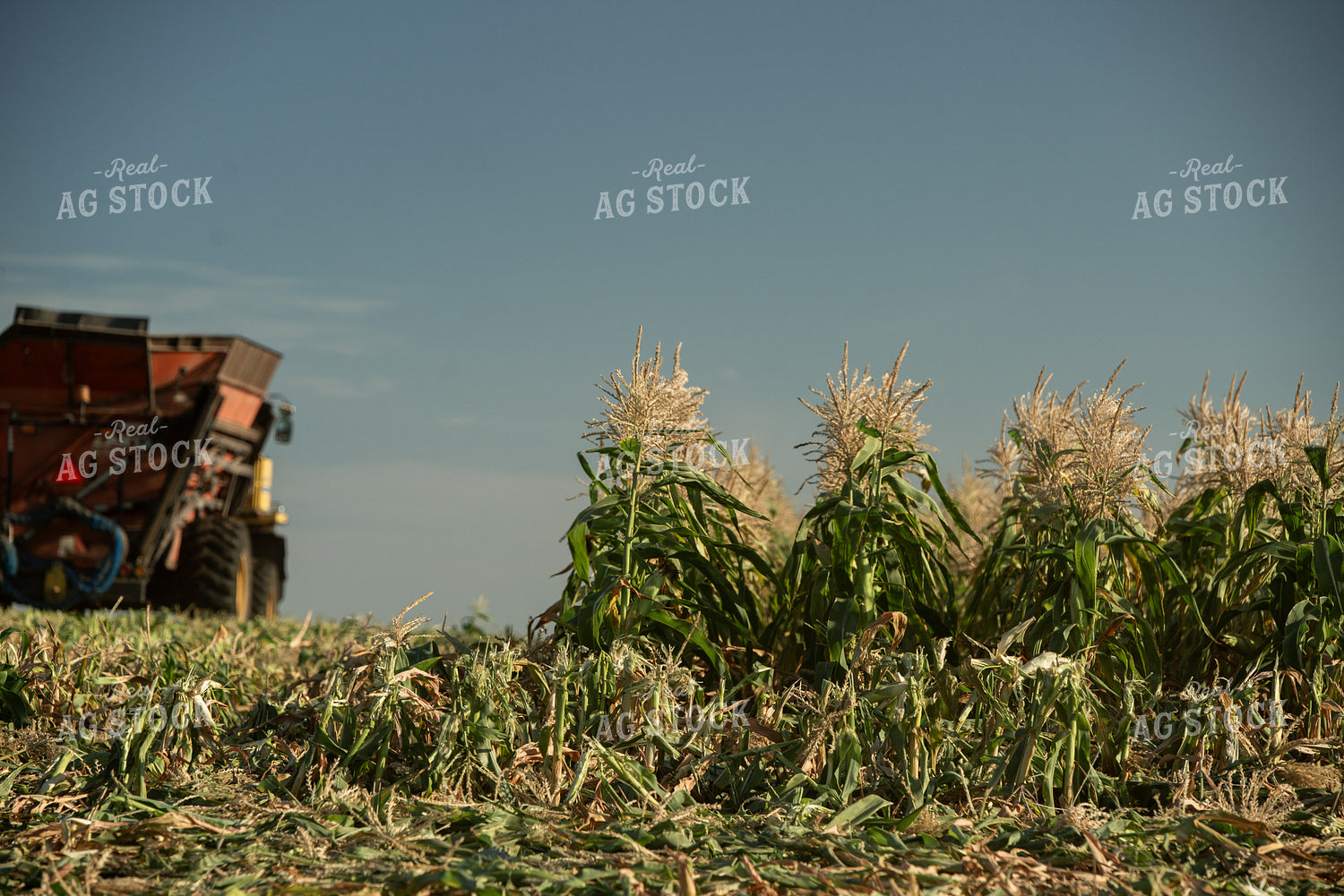 Sweet Corn Harvest 76649