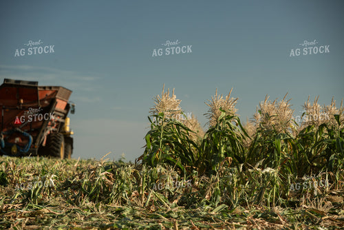 Sweet Corn Harvest 76649