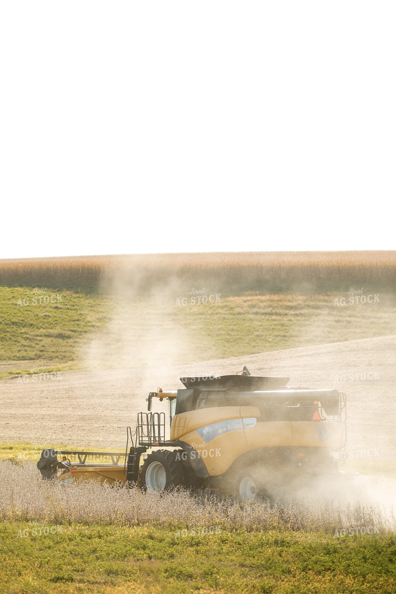 Soybean Harvest 215076
