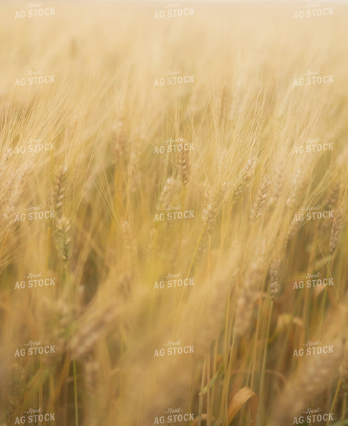Late Season Wheat 185239