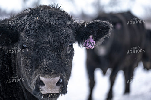 Angus Bull 250102