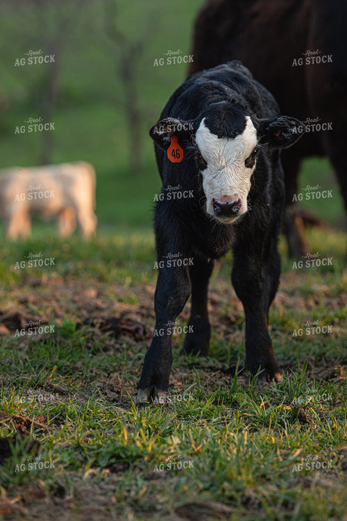 Black Baldy Calf 189029