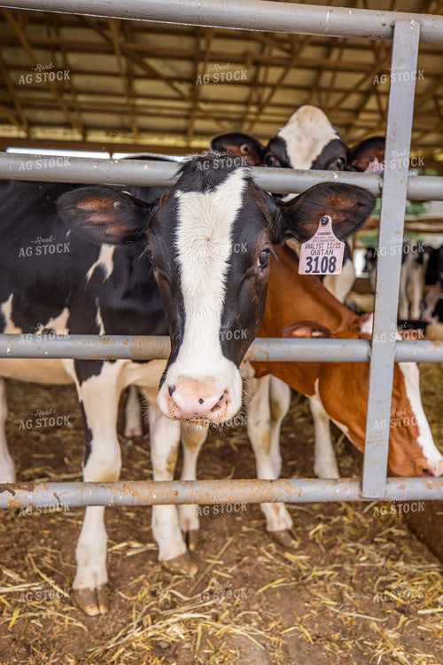Holstein Cows 270193