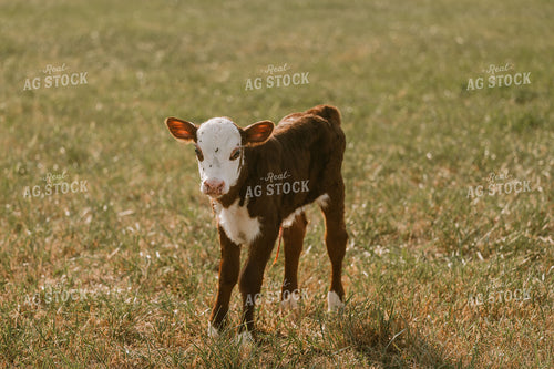 Hereford Calf 125354