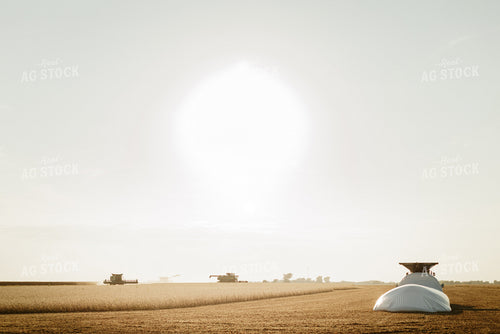 Soybean Harvest 9221