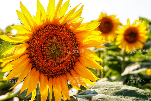 Sunflowers 141695