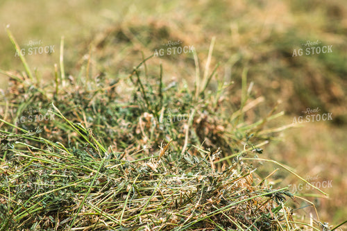 Cut Hay 214078