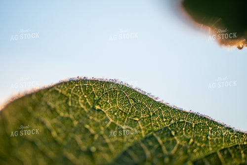 Up-Close Soybean Leaf 76223