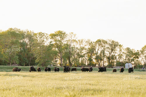 Black Angus Cattle on Pasture 68189