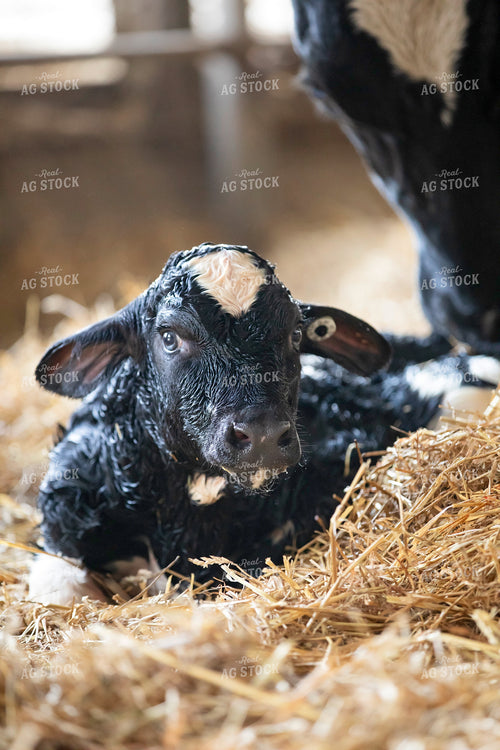 Holstein Cow and New Calf 55363