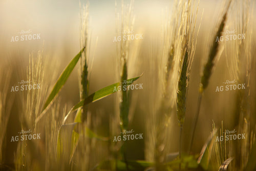 Wheat 2191