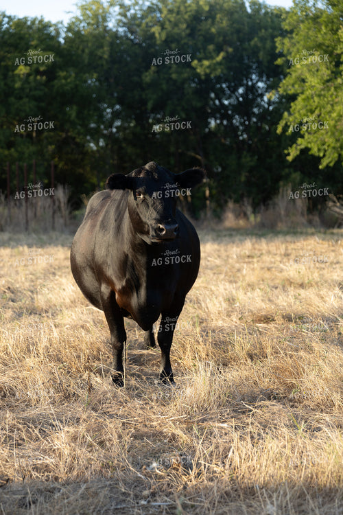 Cattle on Pasture 205001
