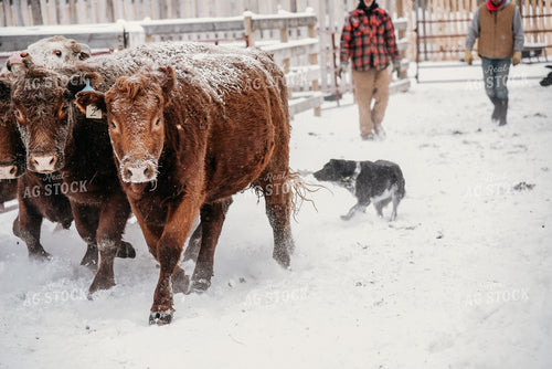 Working Cattle with Dog in Winter 64018