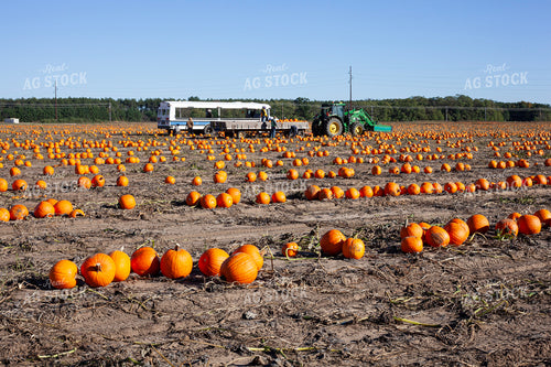Pumpkin Harvest 132256