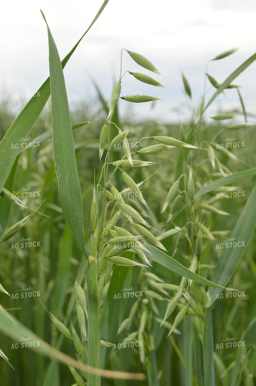 Oats 206045