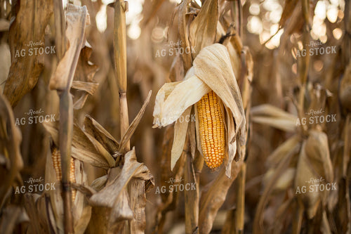 Dried Corn in Field 93047