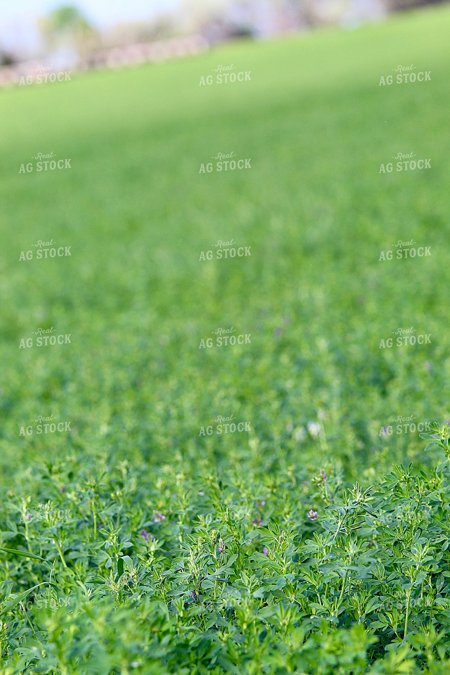 Alfalfa Field 141554
