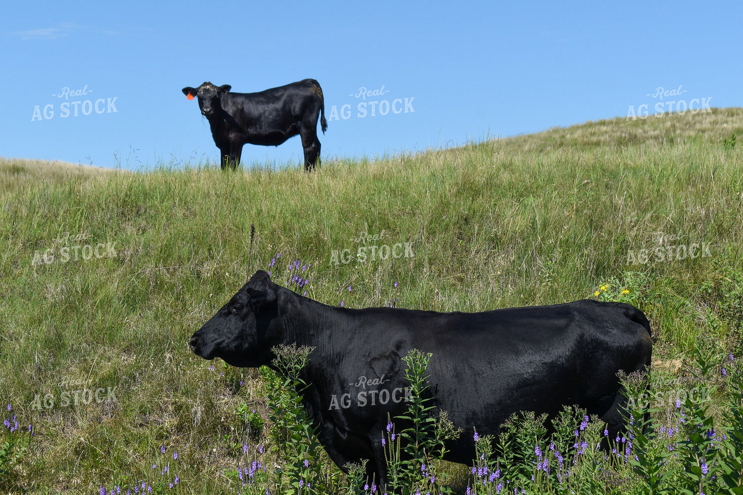 Cow Calf Pair on Pasture 259006