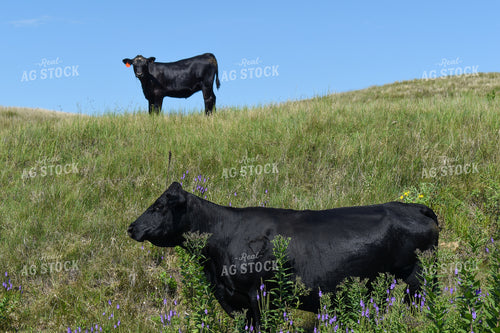 Cow Calf Pair on Pasture 259006