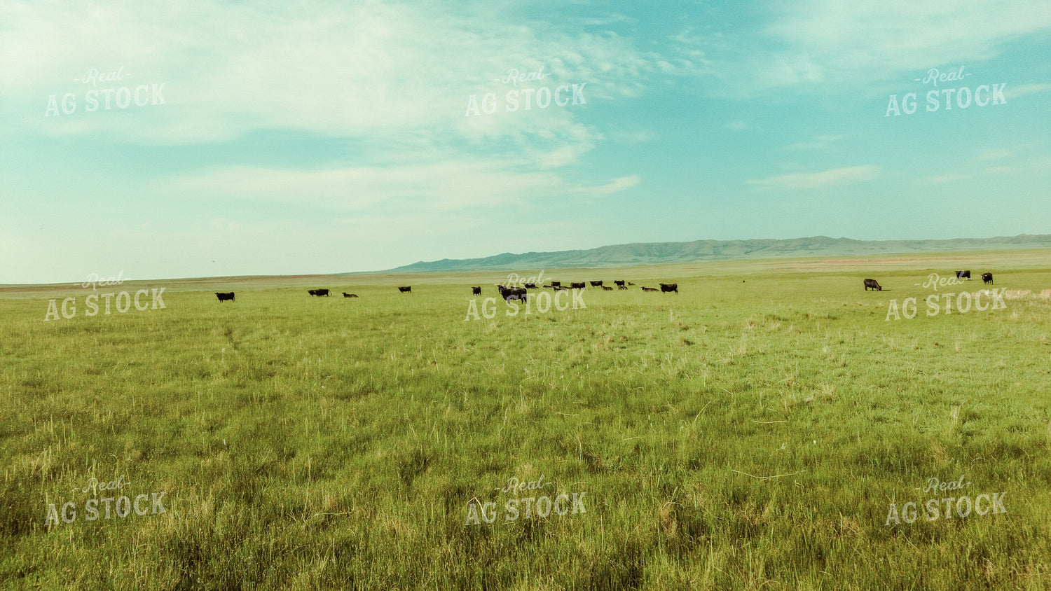 Cattle in Pasture 58028
