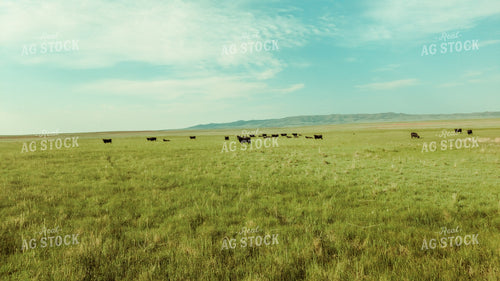 Cattle in Pasture 58028