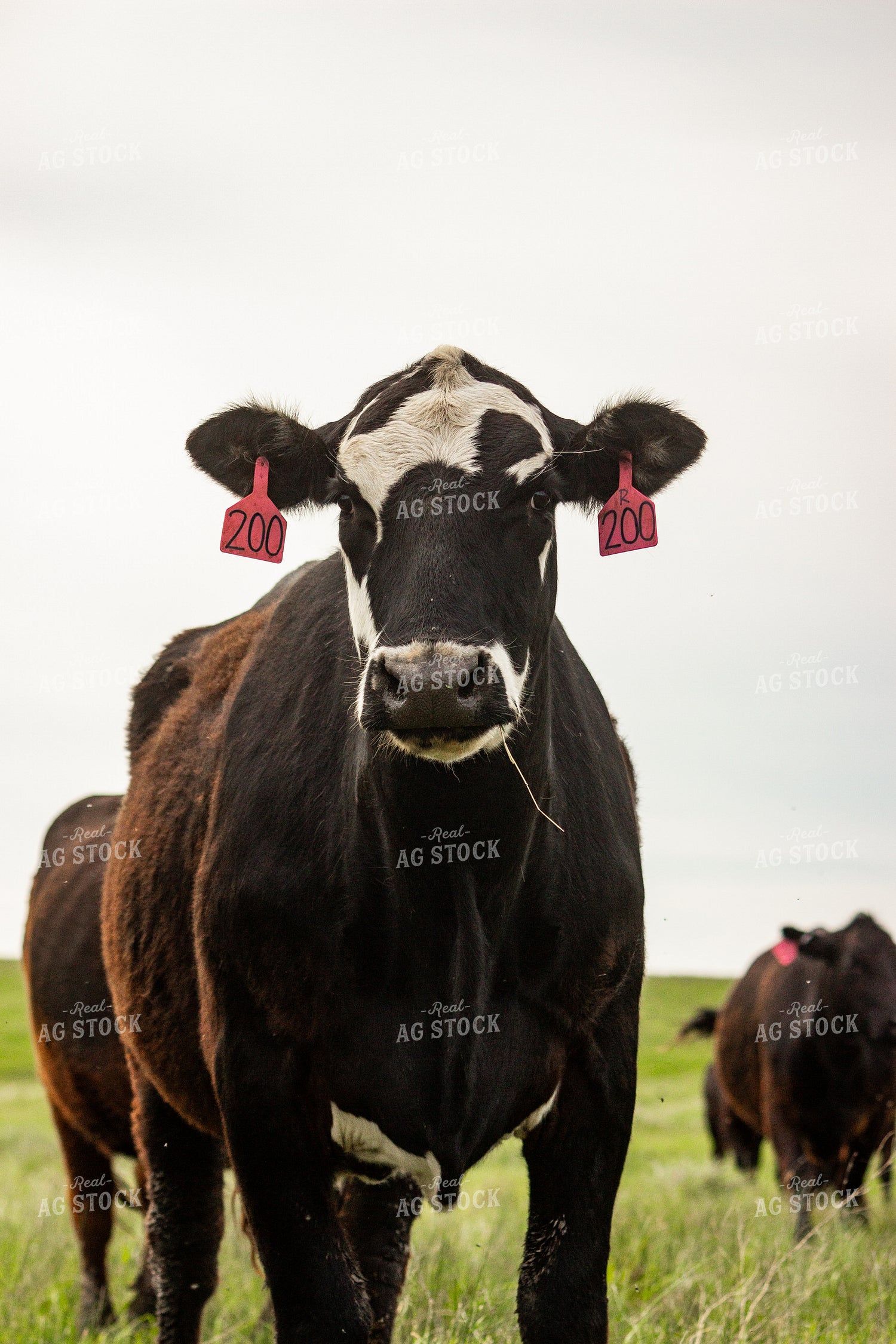 Angus Cow 155197