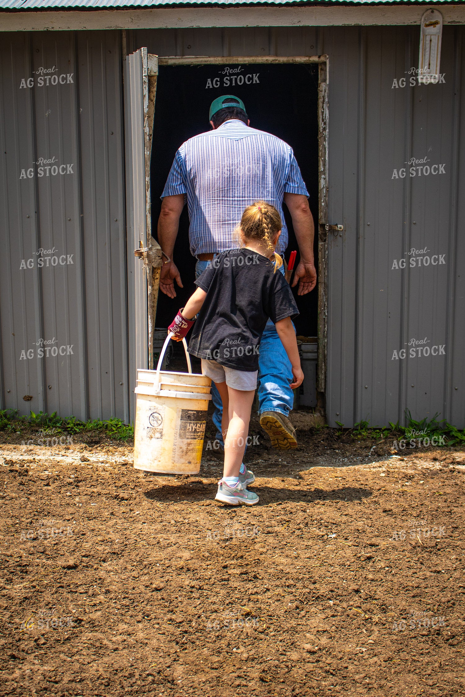 Farmer and Farm Kid Feeding Cattle 214149
