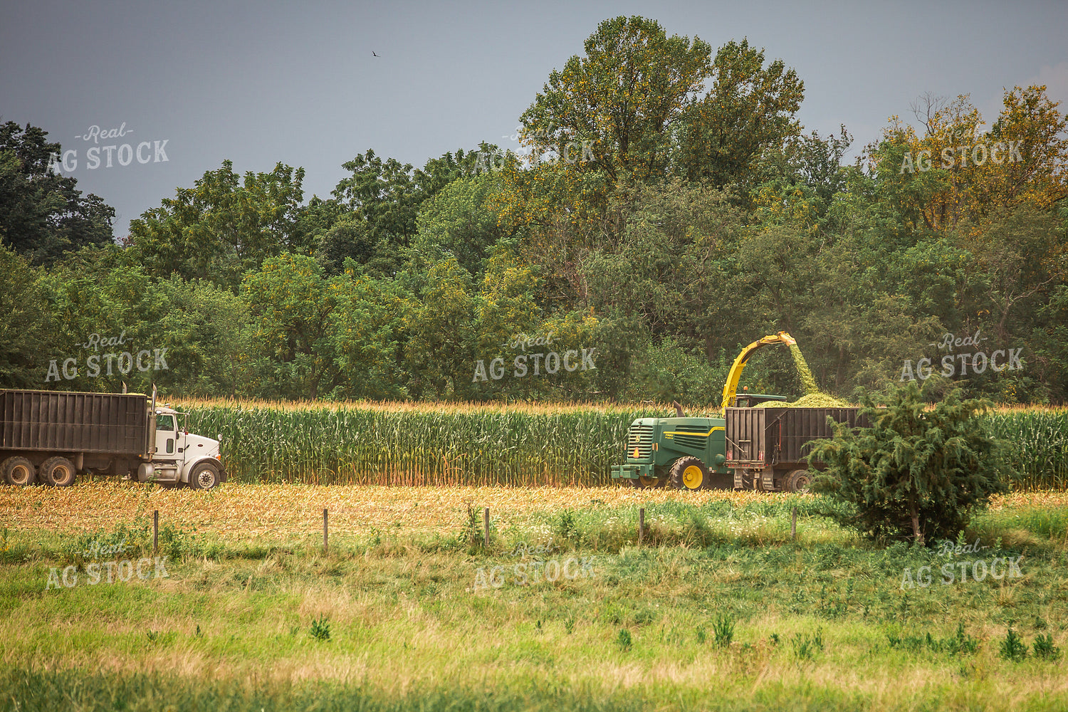 Cutting Corn Silage 270602