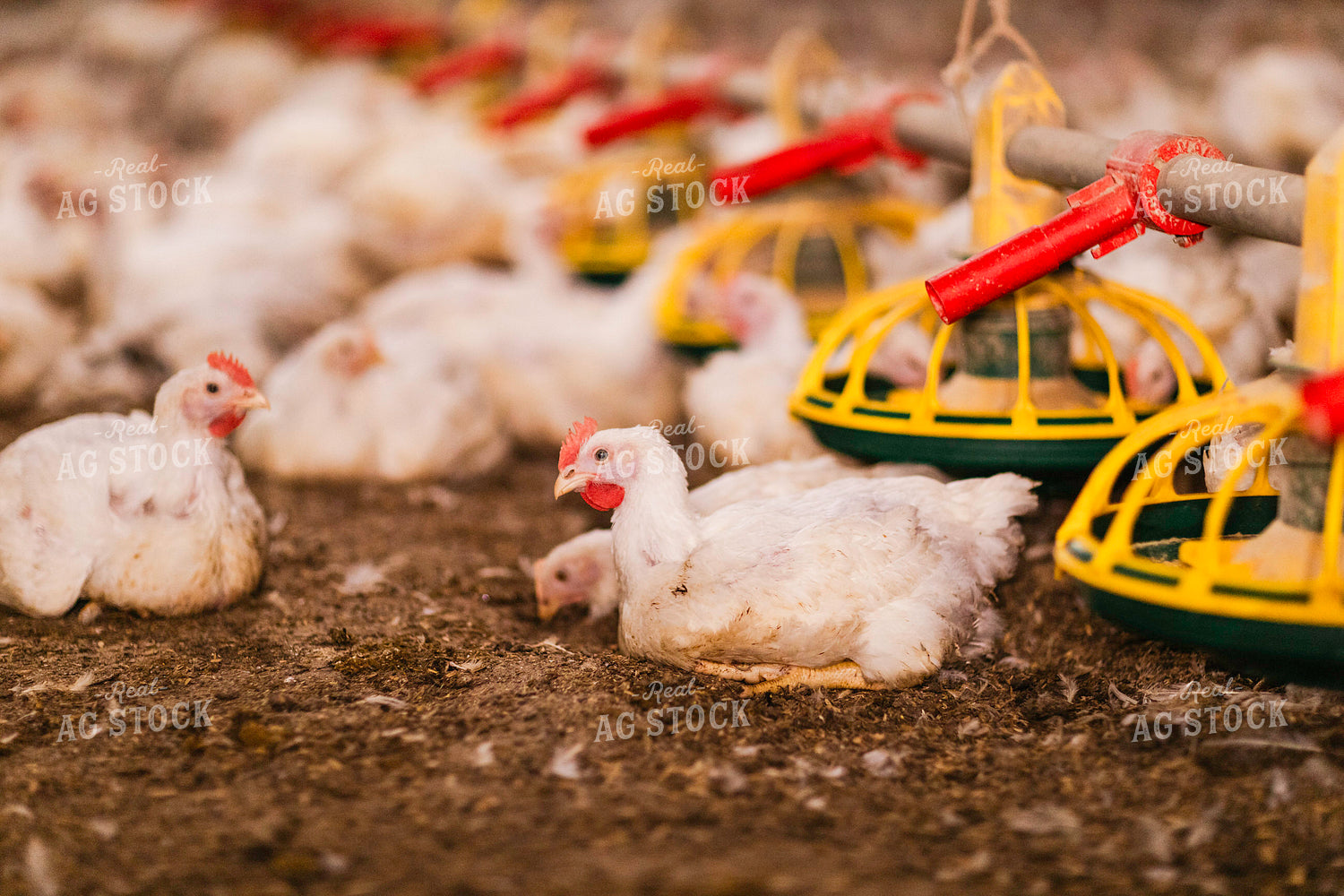 Broiler Chickens in Barn 280037