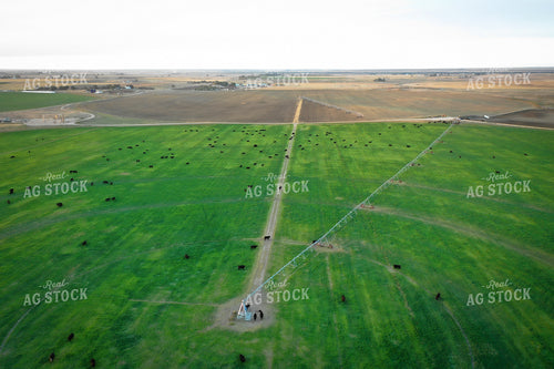 Cattle on Irrigated Pasture 56033