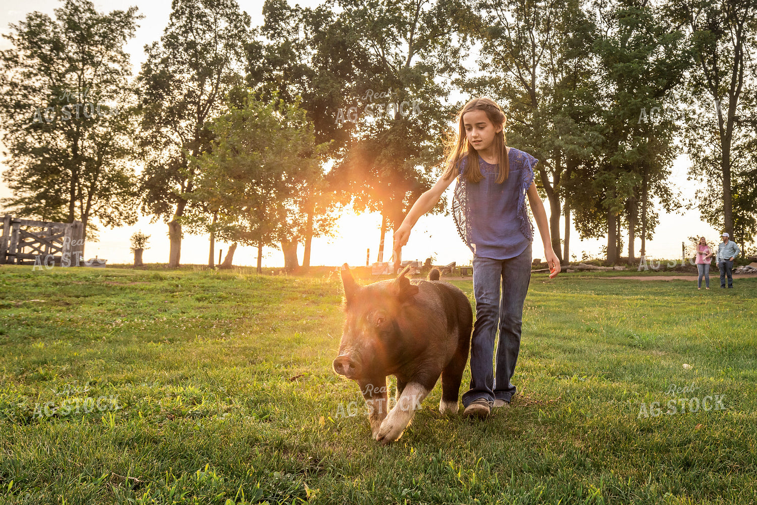 Farm Kid with Show Pig 270210