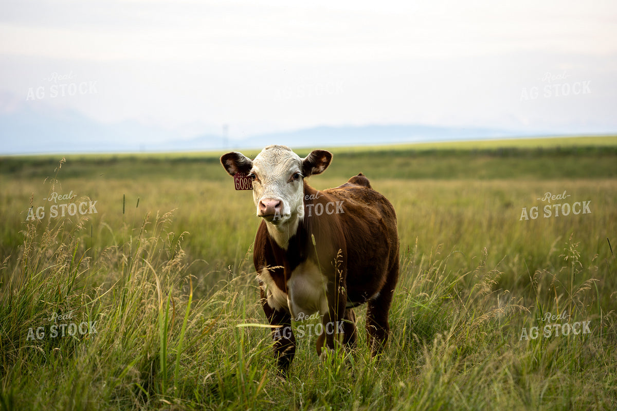 Hereford Calf on Pasture 65941