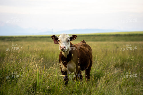 Hereford Calf on Pasture 65941