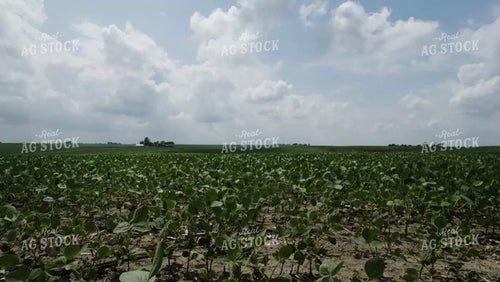 Green Soybean Field Drone 92039
