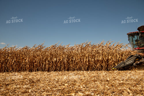 Combine Harvesting Corn on a Sunny Day 25926