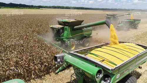 Harvesting Corn Two Combines and Grain Carts Drone 80053