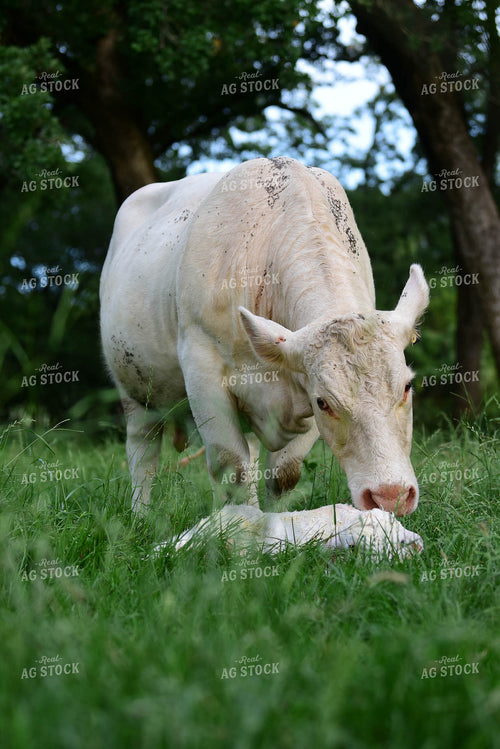 Charolais Cow with Newborn Calf 192006