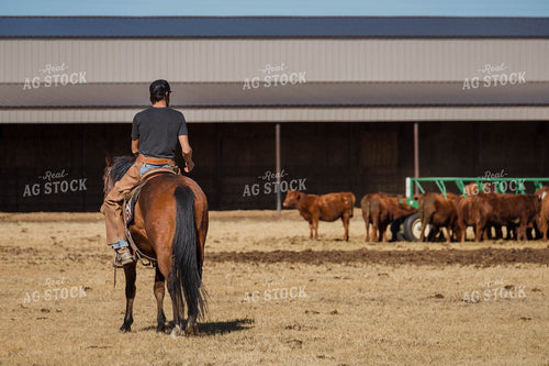 Rancher on Horse with Cattle 97099