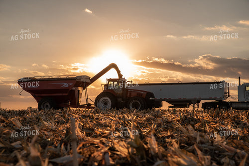 Corn Harvest 76540