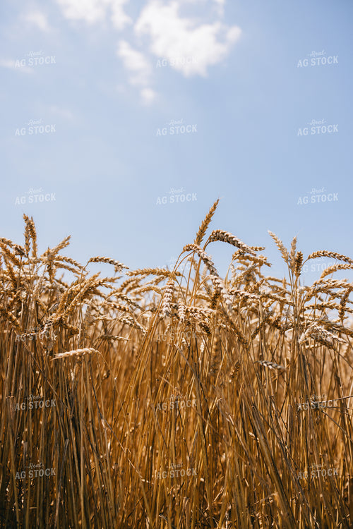 Dried Wheat 178029